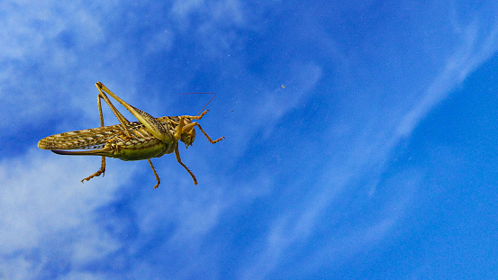 Grasshopper on a background of the sky. Green grasshopper against the blue sky.