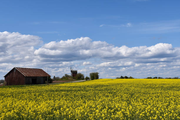 istock Blossom yellow rapeseed field 1226996212