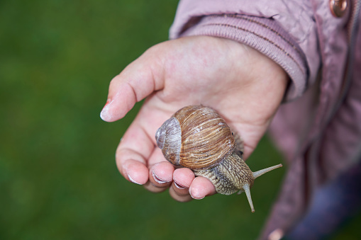 Four year old girl holds a snail in the palm of her hand in the garden