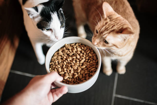 comida para gatos y dos gatos - alimentar fotografías e imágenes de stock