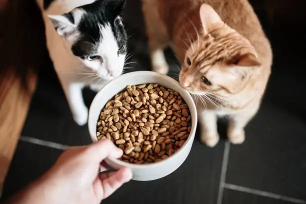 Photo of Cat food and two cats