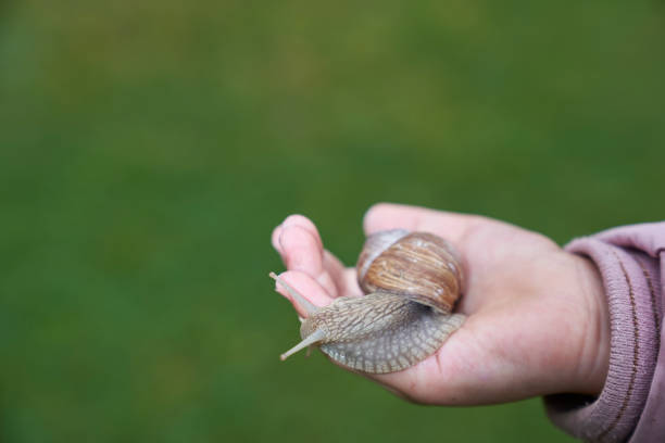 istock girl holds a snail in her hand 1226997476
