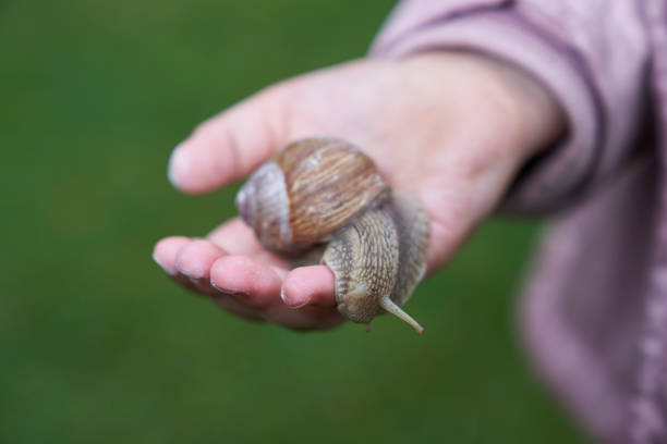 istock girl holds a snail in her hand 1226997554