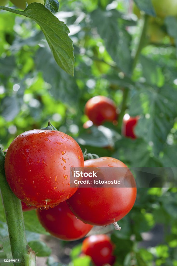Tomates de crecimiento - Foto de stock de Agricultura libre de derechos
