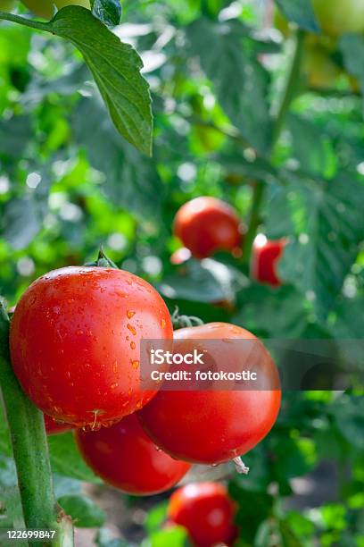 Tomates De Crecimiento Foto de stock y más banco de imágenes de Agricultura - Agricultura, Alimento, Antioxidante