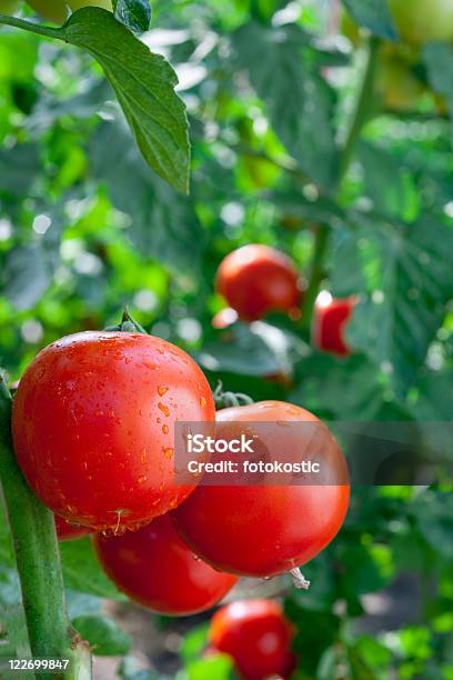 成長のトマト - みずみずしいのストックフォトや画像を多数ご用意 - みずみずしい, カラー画像, クローズアップ
