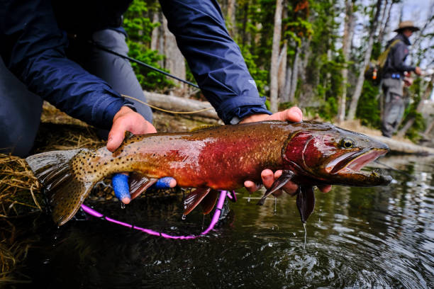 Fisherman holds his catch on display, before releasing
