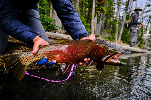 Male Atlantic salmon is caught, tagged and DNA sampled to help monitor their population.