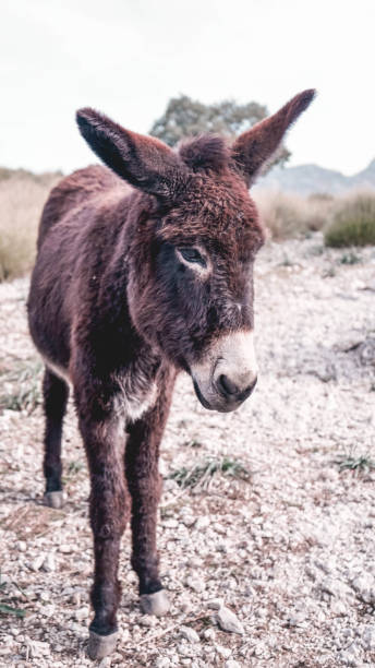 istock Wild brown donkey living its natural habitat 1227002024
