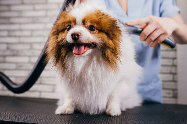istock cute little spitz puppy don't afraid of grooming procedures 1227002393