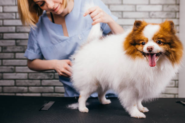 istock cute little spitz puppy don't afraid of grooming procedures 1227002461