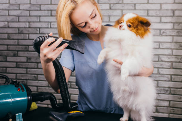 istock beautiful puppy in grooming salon 1227002475