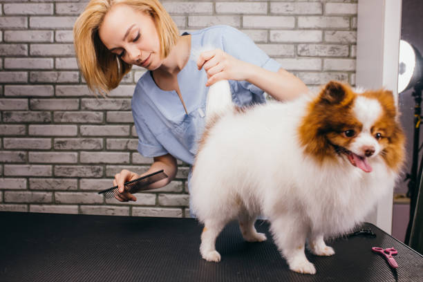 istock professional cares for spitz pet in a specialized salon 1227002500