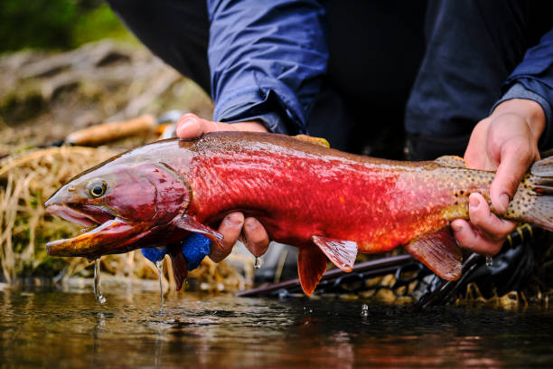 istock Fisherman holds his catch on display, before releasing 1227002578