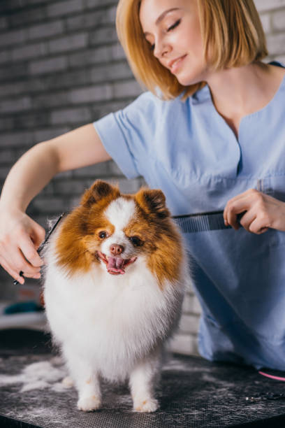 istock professional groomer handle with cute spitz pet in a specialized salon 1227002673