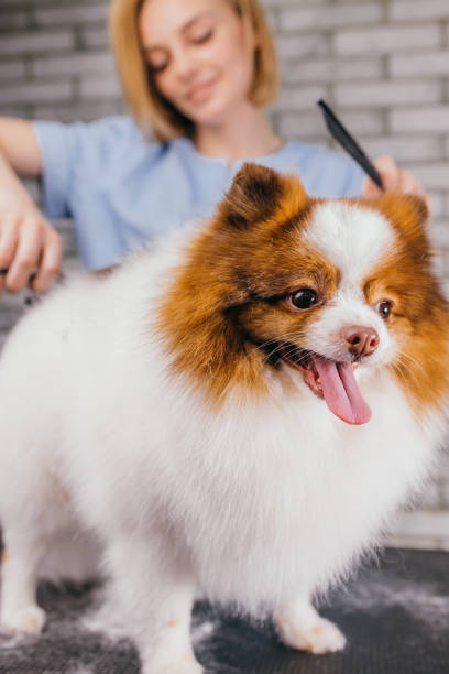 istock cute little spitz puppy don't afraid of grooming procedures 1227003270