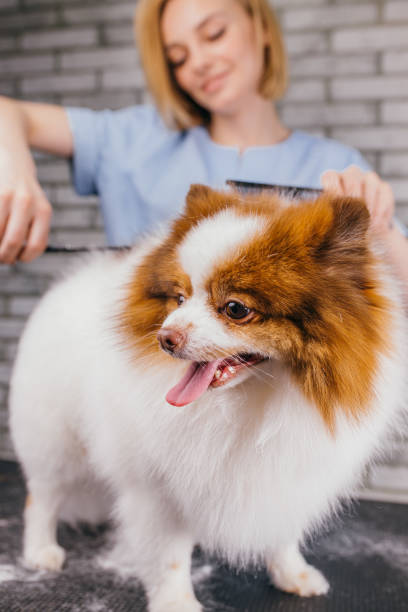 istock careful professional groomer handle with pet spitz in salon 1227003289