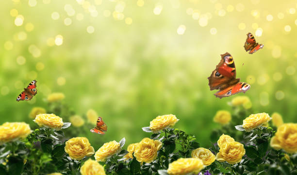 Mysterious spring or summer bright background with many fluttering peacock eye butterflies and blooming fantasy yellow roses flowers blossom and glowing sparkle bokeh