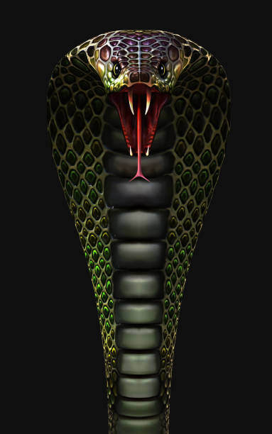 King Cobra The World's Longest Venomous Snake Isolated on Dark Background with Clipping Path stock photo