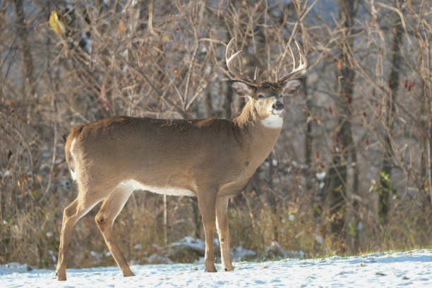 istock Buck in the Autumn 1227007461