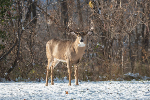 istock Buck in the Autumn 1227007464