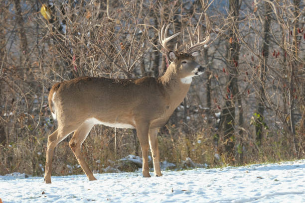 istock Buck in the Autumn 1227007470