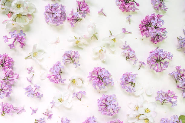 istock Flowers composition. lilac flowers on white background. Spring concept. Flat lay, top view copy space. 1227007472