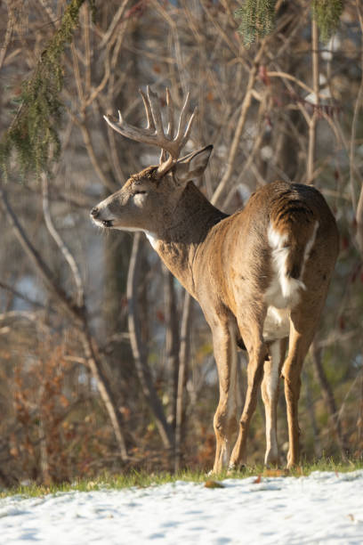 istock Buck in the Autumn 1227007499