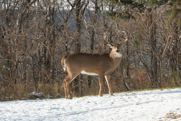 istock Buck in the Autumn 1227007504