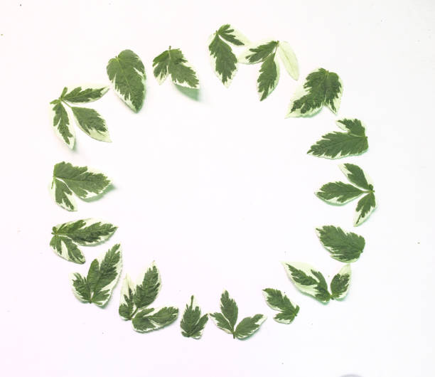 istock leaves on white background. Pattern made of branches. Flat lay, top view, copy space 1227008712