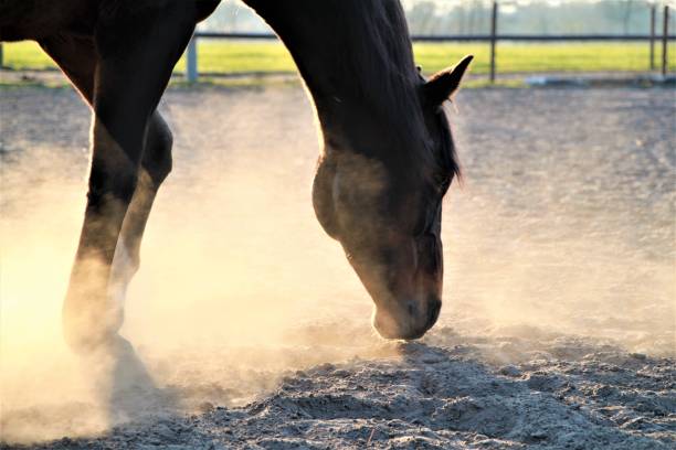 istock A brown horse searching something in the sand 1227008761