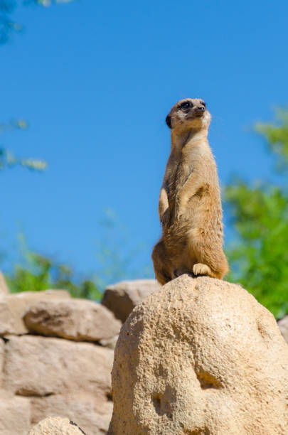 istock Meerkat looking out at the zoo 1227009769