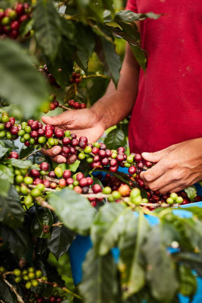 istock Harvesting mature coffee beans 1227009871