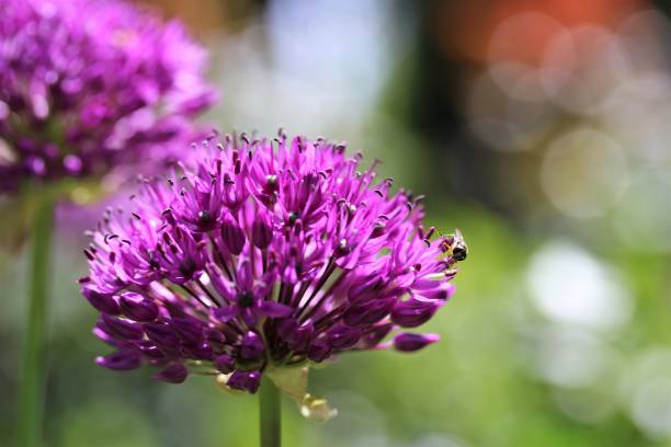 istock Purple allium in bloom with a parhelophilus versicolor 1227009900