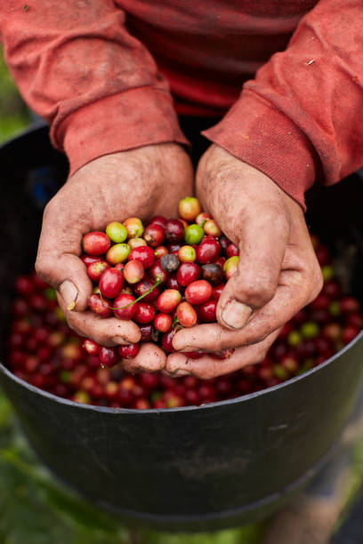 istock Harvesting mature coffee beans 1227009953