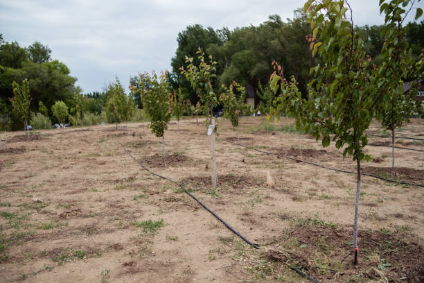 istock Seedlings of trees in the ground 1227010373
