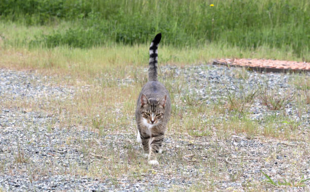 istock Striped Cat on the Prowl Outside 1227010471