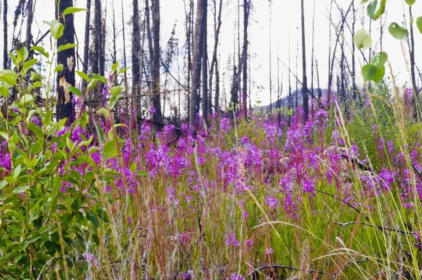 istock Fireweed growing after a forest fire in Yukon, Canada 1227010509