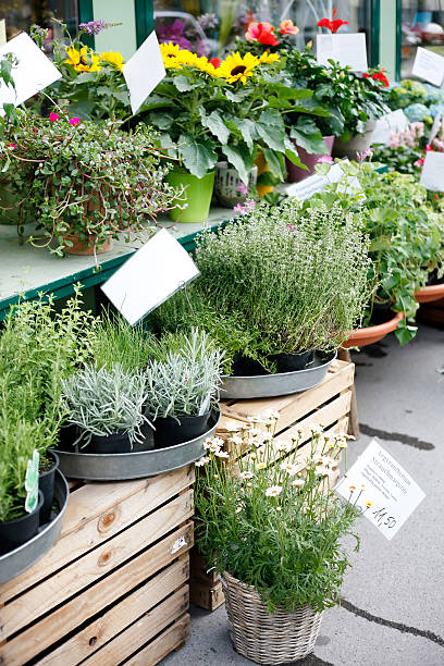 istock flowers at the flower market 122701106