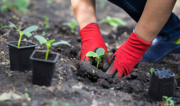 istock Planting cucumber seedling. Spring vegetable garden work 1227011127