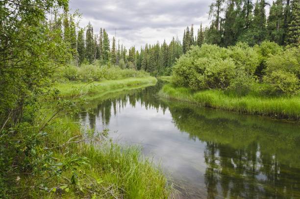 istock A serene stream in Yukon, Canada 1227011130