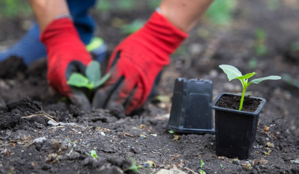 istock Planting cucumber seedling. Spring vegetable garden work 1227011153