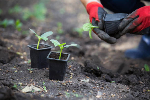 istock Planting cucumber seedling. Spring vegetable garden work 1227011176