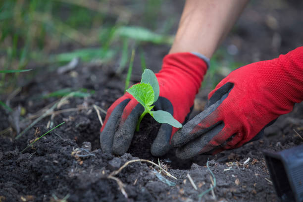 istock Planting cucumber seedling. Spring vegetable garden work 1227011325