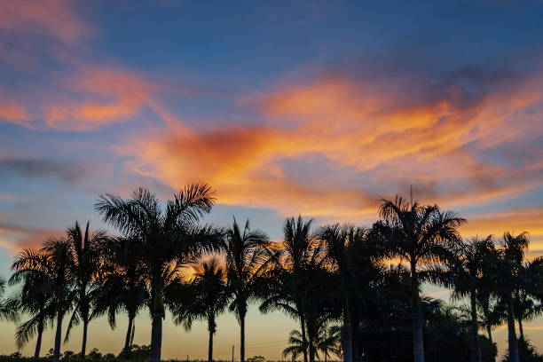 Beautiful Sunset settles in below a row of palm trees in Florida Beautiful Sunset settles in below a row of palm trees in Florida syagrus stock pictures, royalty-free photos & images