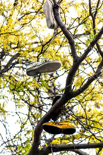 Where's Your Sneakers Sonny? Athletic shoes hanging by their shoelaces in a tree seen on a street in Seattle Washington.