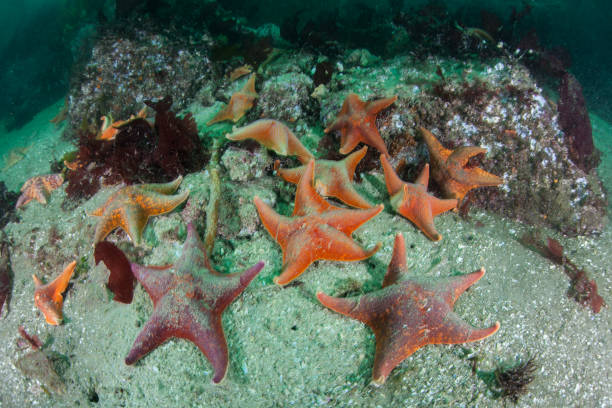 istock Bat Stars Crawl Over California Seafloor 1227012461