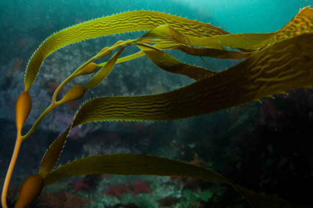 Giant Kelp Flowing in Current Off California Coast Giant kelp, Macrocystis pyrifera, grows in the cold eastern Pacific waters that flow along the California coast. Kelp forests support a surprising and diverse array of marine biodiversity. point lobos state reserve stock pictures, royalty-free photos & images