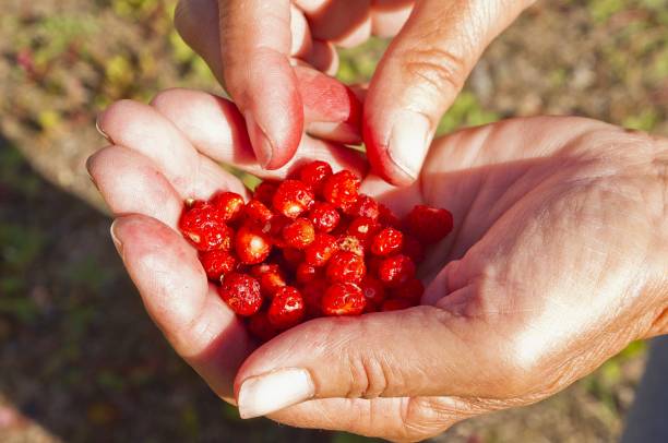 Handful of freshly picked wild strawberries