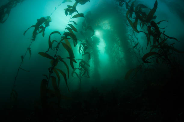 istock Light Seeps Into a Dark Kelp Forest in California 1227012566